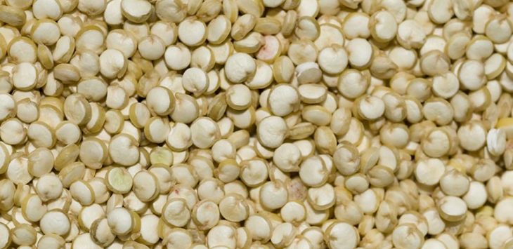 Ingrosso semi e granaglie Quinoa